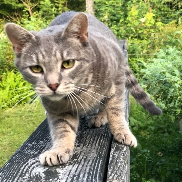 𝅺8 piece Toy Bundle for Cats - Picture 4 of 4